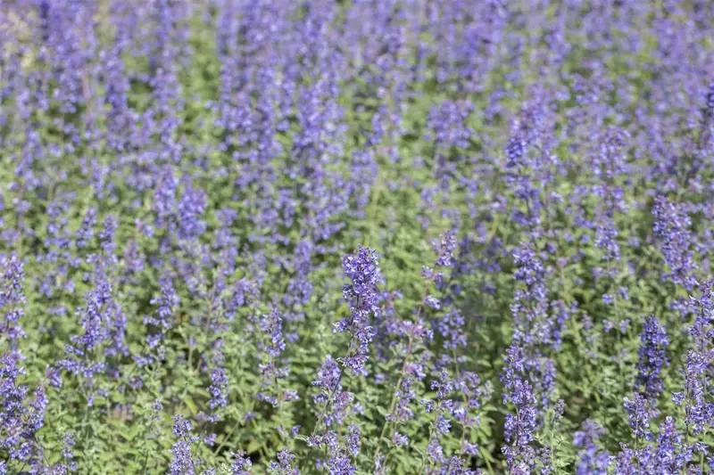 Nepeta faas. 'Walker's Low' C3 - afbeelding 5