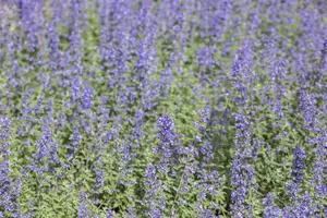 Nepeta faas. 'Walker's Low' C3 - afbeelding 5