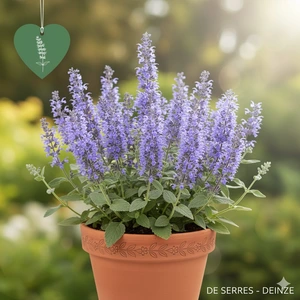 Nepeta grandiflora 'Bramdean' P9