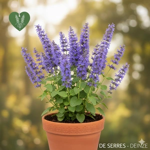 Nepeta grandiflora 'Pool Bank' P9