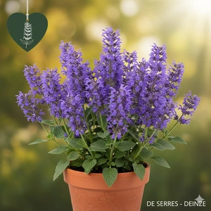 Nepeta grandiflora 'Summer Magic' P9