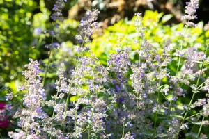 Nepeta grand. 'Wild Cat' P9