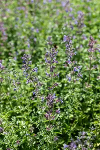 Nepeta 'Joanna Reed' P9 - afbeelding 4