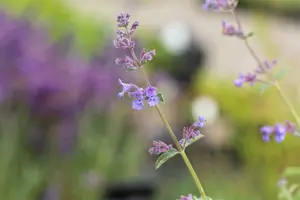 Nepeta 'Joanna Reed' P9 - afbeelding 1
