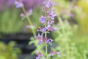 Nepeta 'Joanna Reed' P9 - afbeelding 2