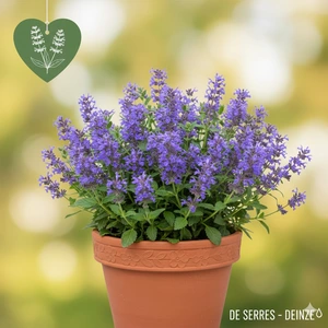 Nepeta manchuriensis 'Manchu Blue' P9