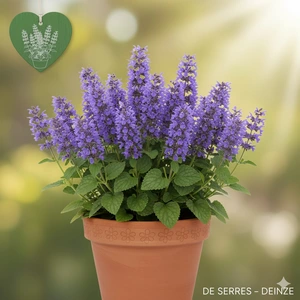 Nepeta nervosa 'Neptune'® P11