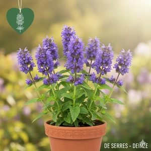 Nepeta nervosa 'Neptune'® P9