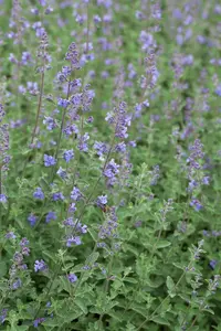 Nepeta 'Poseidon' P9 - afbeelding 3