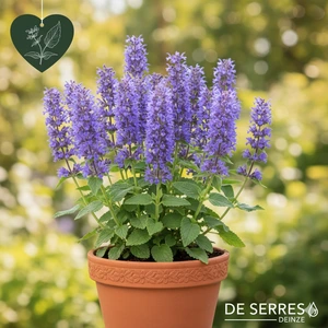 Nepeta sibirica 'Souvenir D´André Chaudron' P9