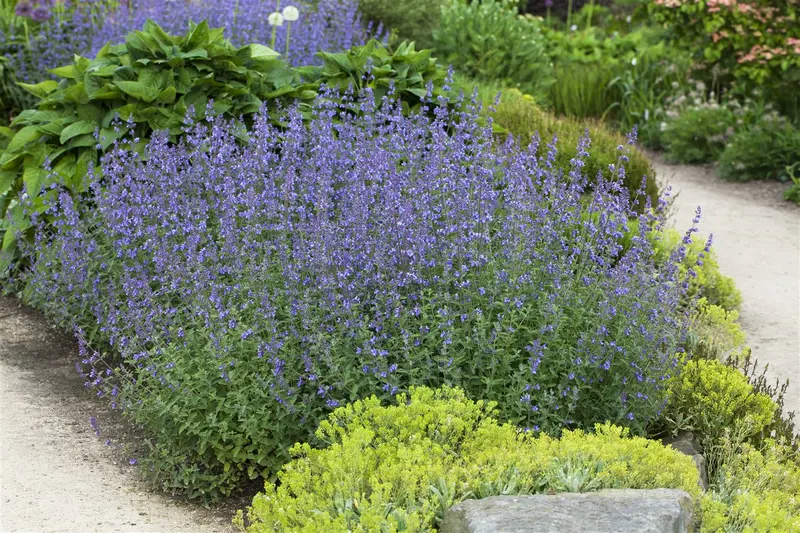 Nepeta subs. 'Laufen' P9 - afbeelding 1