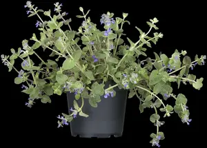 Nepeta subs. 'Laufen' P9 - afbeelding 4