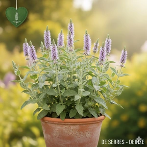 Nepeta subsessilis 'Washfield' P9