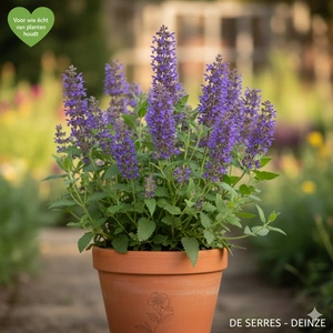 Nepeta subsessilis P9