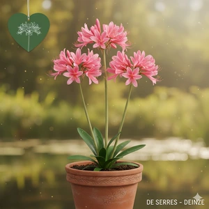 Nerine bowdenii