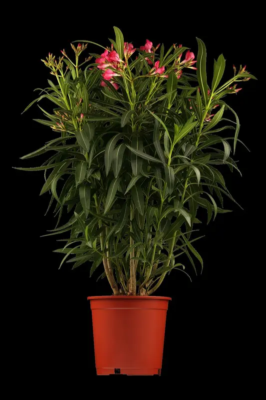 oleander - afbeelding 2