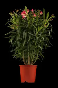oleander - afbeelding 2