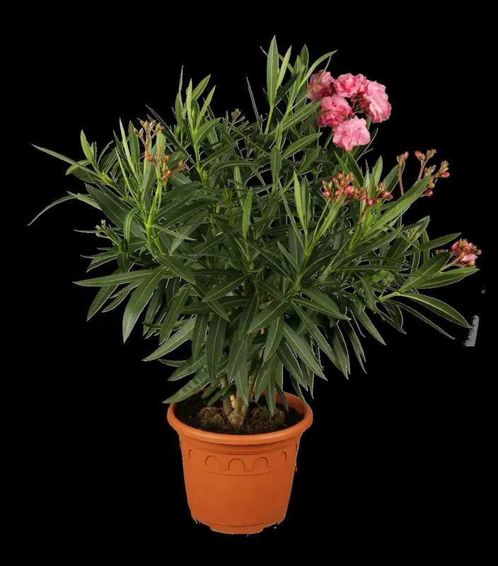 oleander - afbeelding 1