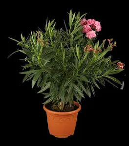oleander - afbeelding 1