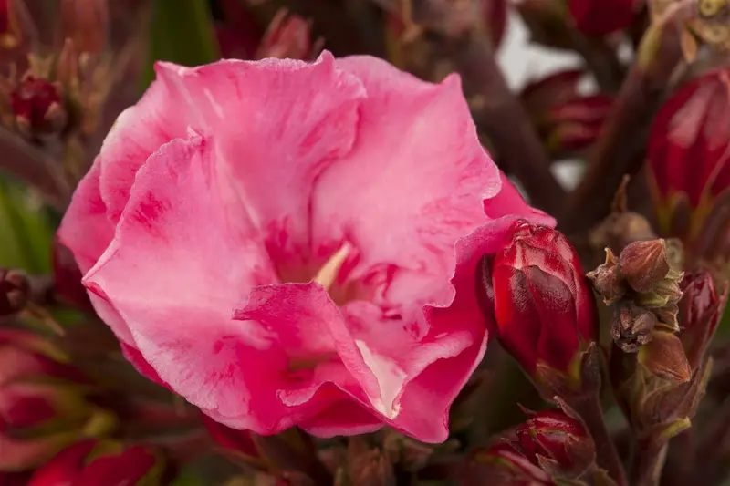 Nerium oleander 60- 80   C10 - afbeelding 1