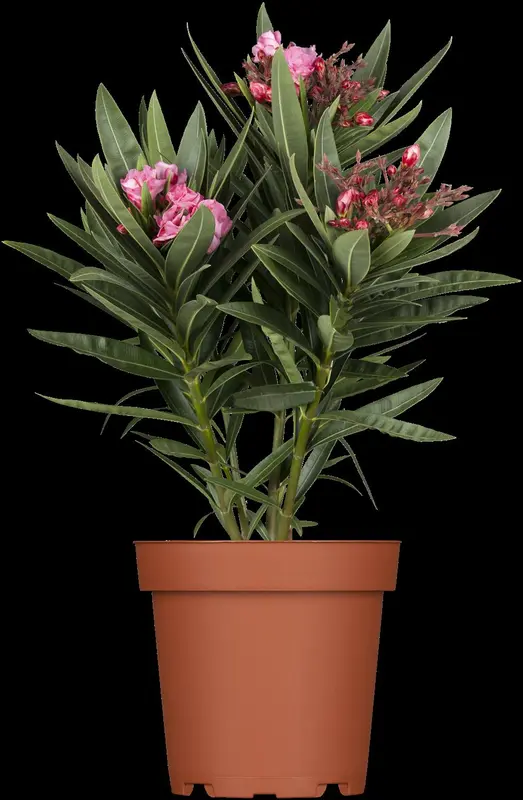 oleander - afbeelding 3