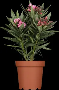 oleander - afbeelding 3