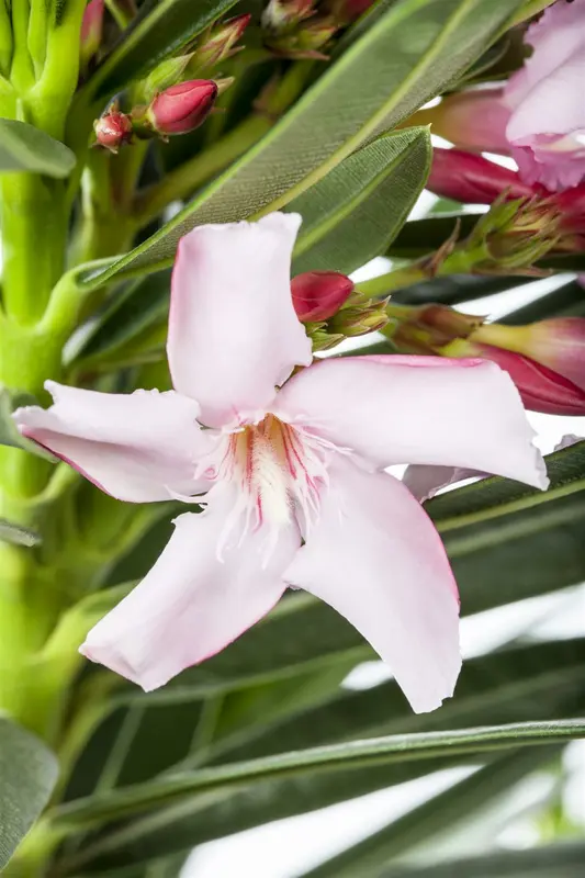 Nerium oleander OP STAM   C9 - afbeelding 2
