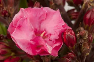 Nerium oleander OP STAM   C9 - afbeelding 1