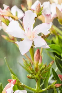 Nerium oleander 'Papa Gambeta' 100- +    C30 - afbeelding 4