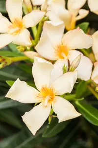 Nerium oleander 'Papa Gambeta' OP STAM   C9 - afbeelding 3