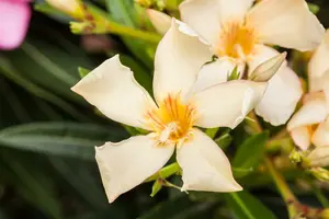Nerium oleander 'Papa Gambeta' OP STAM   C9 - afbeelding 5