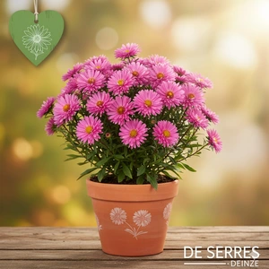 Aster novi-belgii 'Neron' P11