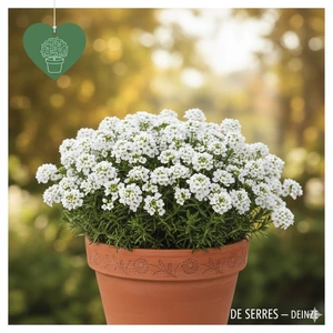 Iberis sempervirens 'Nevina' P10.5