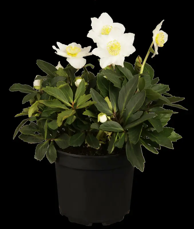 helleborus niger P9 - afbeelding 4