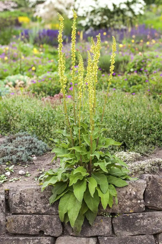 verbascum nigrum P9 - afbeelding 1