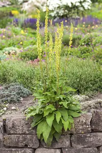 verbascum nigrum P9 - afbeelding 3