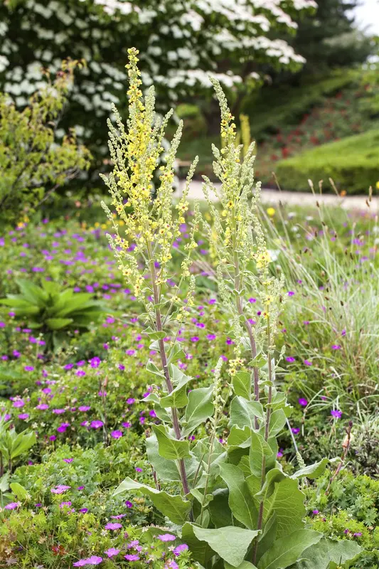 verbascum nigrum P9 - afbeelding 2