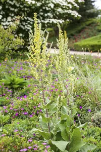 verbascum nigrum P9 - afbeelding 2