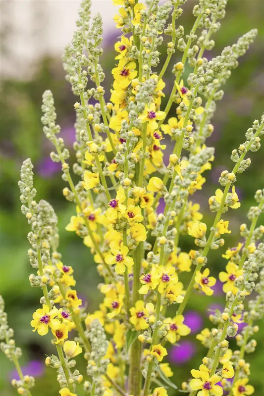 verbascum nigrum P9 - afbeelding 3
