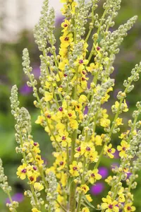 verbascum nigrum P9 - afbeelding 3