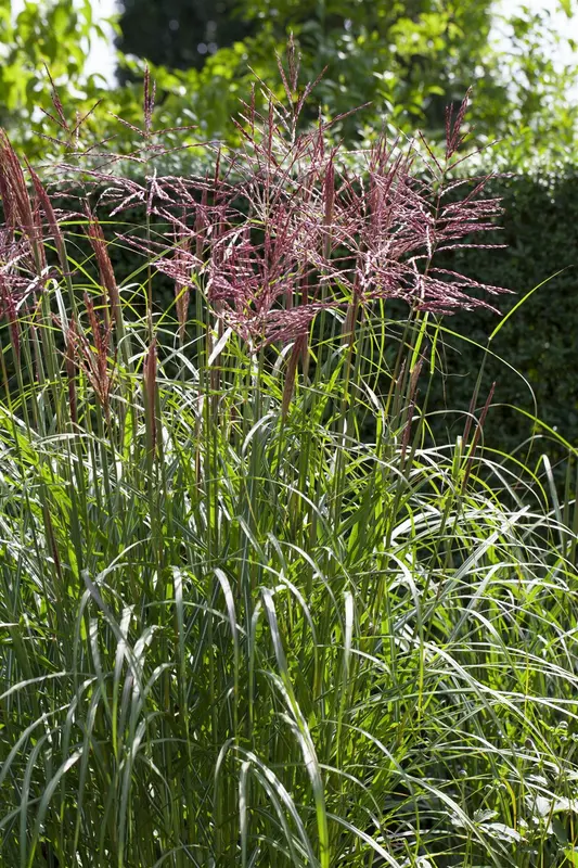 miscanthus sin. 'nippon' P9 - afbeelding 1
