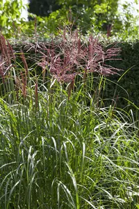 miscanthus sin. 'nippon' P9 - afbeelding 5
