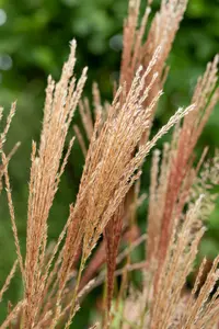 miscanthus sin. 'nippon' P9 - afbeelding 5