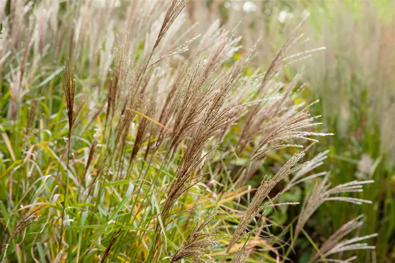 miscanthus sin. 'nippon' P9 - afbeelding 3