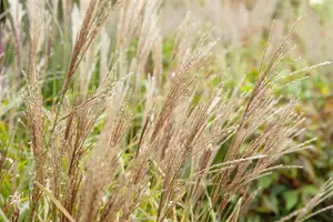 miscanthus sin. 'nippon' P9 - afbeelding 4