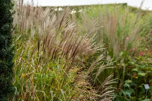 miscanthus sin. 'nippon' P9 - afbeelding 2