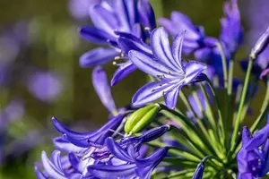 Agapanthus hybr. 'Northern Star'® P9 - afbeelding 3