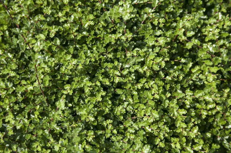 Nothofagus antarctica 175-200   C15