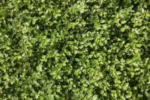 Nothofagus antarctica 175-200 C15