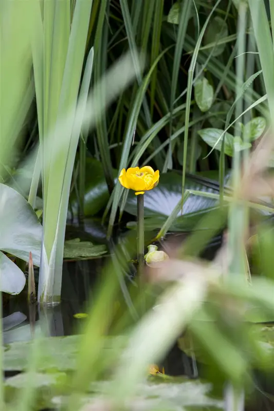 lutea - afbeelding 2